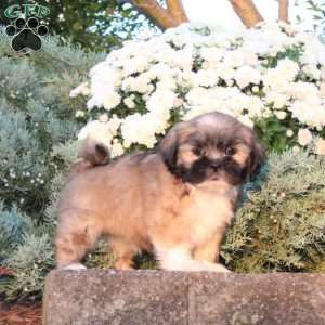Bea, Lhasa Apso Puppy